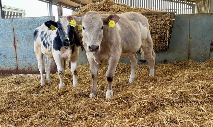 Cow called Beau Vine approved for waste carrier license