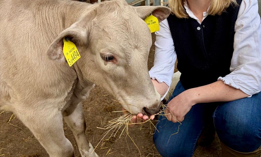 Defra strengthens waste carrier laws after cow approved for licence